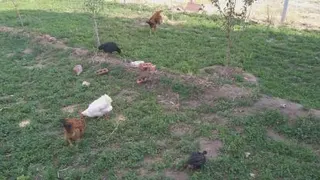 غذا خوردن مرغ و خروس هایم