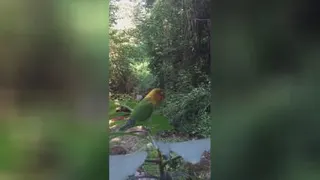 طبیعت