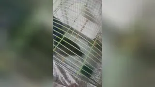 دوست خوبم مرغ مینا