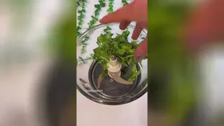 روش درست کردن ترشی بادمجون خوشمزه