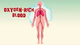 دستگاه تنفسی و مسیر هوا