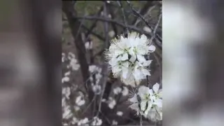 زنبور عسل