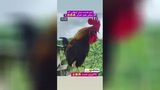 خدا وکیلی آب قند بش بدیم فشارش نیفته😂😅🐓🐓