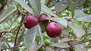 گواوا بهترین کراتین برزیلی در ایران