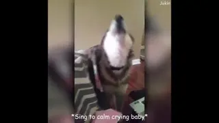 سگ باوفا