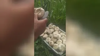 سورت سیر