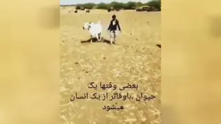 بهترین دوست