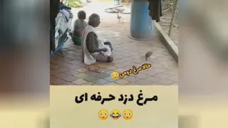 مرغ دزد حرفه ای