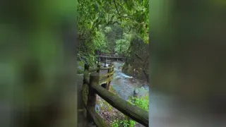 جنگل زیبا و رویایی