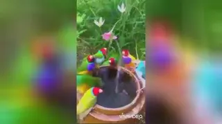 طبیعت شگفت انگیز