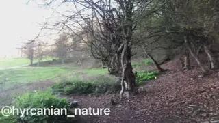 طبیعت بکر هیرکانی و زندگی روستایی