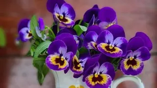 مهربانی حیوانات