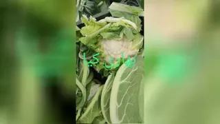 کلم صادراتی