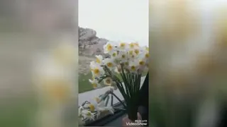 گل نرگس