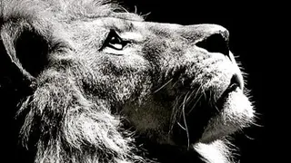 اجرای موسیقی راک عربی زنده