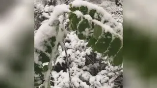 برف زمستانی