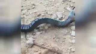 رگبار فالو شه