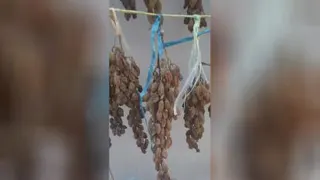 کشمش خشک کردن