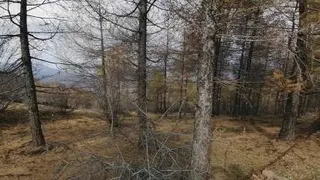 جنگل ابر