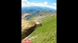 پرواز