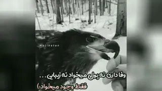 کلیپ تیکه دار