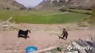 بازی والیبال بز و بچه ها