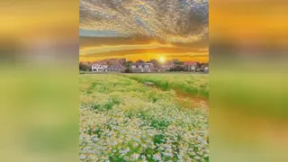 زیبا2