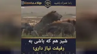 آهنگ مازندرانی #رفیق #دعوا #حیوانات #جنگی