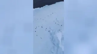 خرگوش ناز