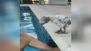 ببین وبخند