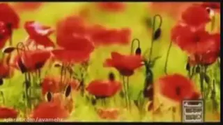 نماهنگ شناسنامه حامد زمانی