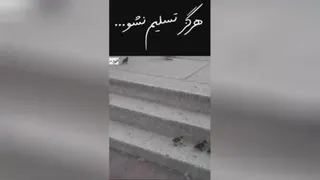 هرگز تسلیم نشو....