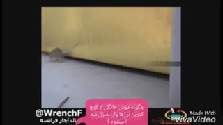 سم پاشی در شمال تهران