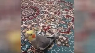 میکا