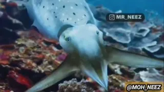 یه کار طنز حرفه ای دیگه تقدیم نگاه هاتون ❤️❤️❤️