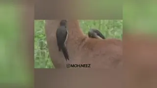 حتما تا آخر ببینید😂😂