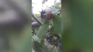 میوه