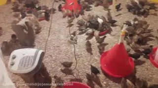 پرورش جوجه مرغ
