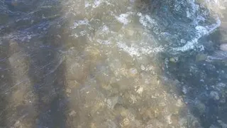 تهچین مرغ و بادمجان فاطیما