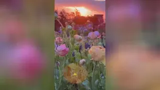چند لحظه آرامش 🌿