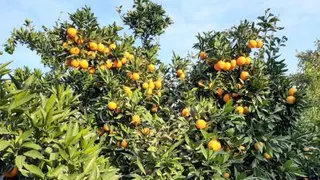 راه حلهای درمان ویروس کرونا