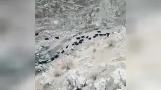 یک فیلم بسیار جذاب کننده