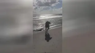 #ماهیگیری