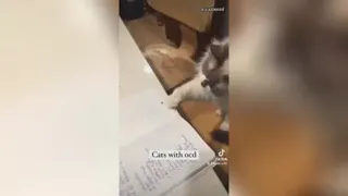 `fluffy cat