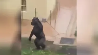 طنز