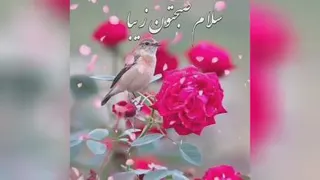 لبخند صبح