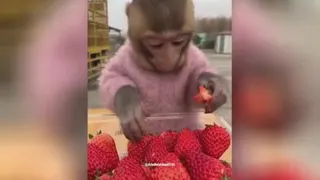 وقتی موز گرون میشه