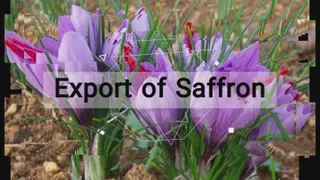 Saffron Trade