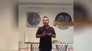 باید و نبایدهایی در مورد سگ درخرید پامرانین خرسی و قیمت سگ پودل