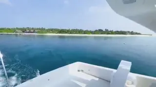 ولادونیکی